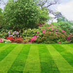 Lawn Maintenance Sugar Land